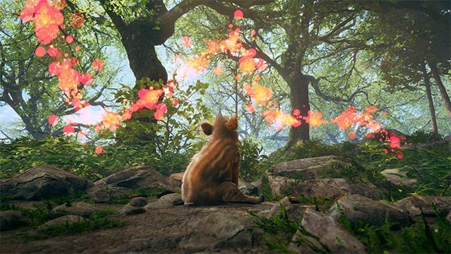 Cùng chú heo con Boris khám phá rừng xanh và tìm đường về nhà trong Adorable Adventures