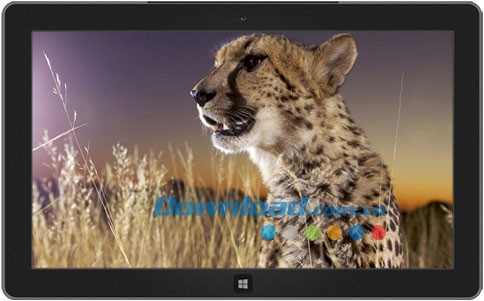 African Wildlife theme