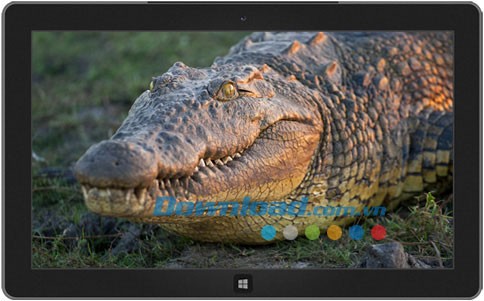 African Wildlife theme