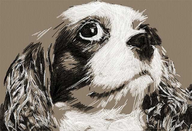 Bạn có thể quan sát việc chuyển đổi ảnh trong thời gian thực