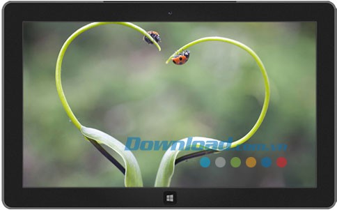 Animal Affection theme