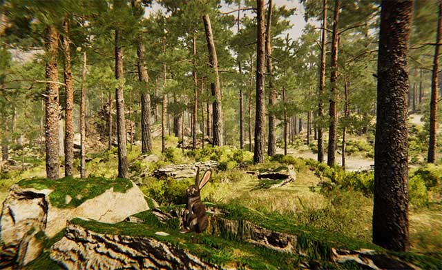 Tương tác với nhiều loài động vật hoang dã như sói, lợn rừng, hươu, nai, thỏ,…