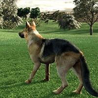 Animal Trainer - Game Huấn Luyện Động Vật Chuyên Nghiệp