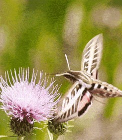 Apowersoft GIF tích hợp công cụ tạo ảnh GIF