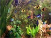 Aqua 3D Screensaver 1.51 - Hình nền thủy sinh 3D cho máy tính