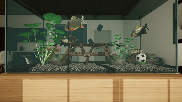 Mang 10 loài cá và hơn 20 loài thủy sinh, đá, đồ trang trí... từ sông Amazon về bể cá nhà bạn