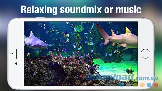 Thư giãn cùng nhạc nền êm ái và bể cá sinh động
