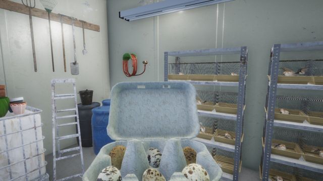 Nuôi chim cút để lấy trứng và bán cho người dân địa phương