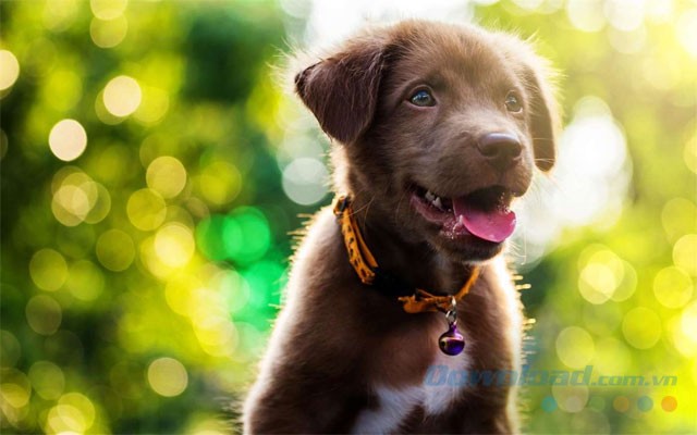 Chủ đề động vật