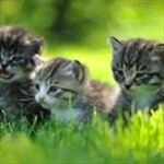 Baby Animals - Cute Animal Wallpapers