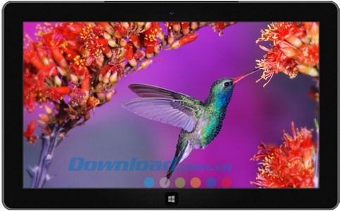 Beautiful Birds theme