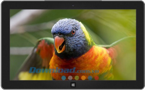 Beautiful Birds theme