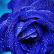 Blue Rose for Chrome - Hình nền bông hồng xanh dương đẹp mắt