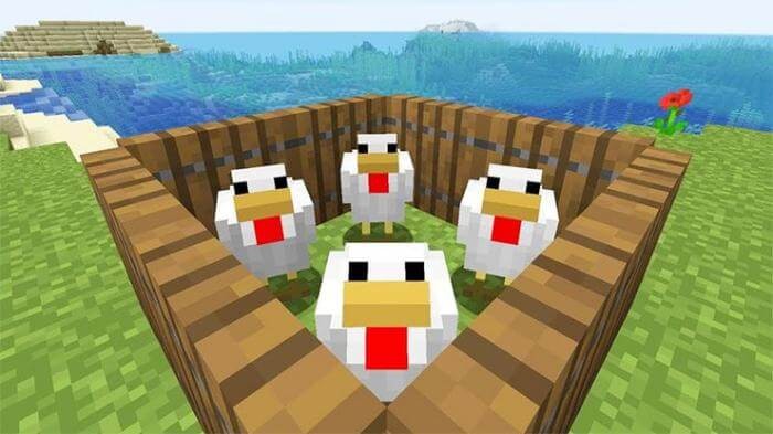 Hướng dẫn thuần hóa và nuôi gà trong Minecraft