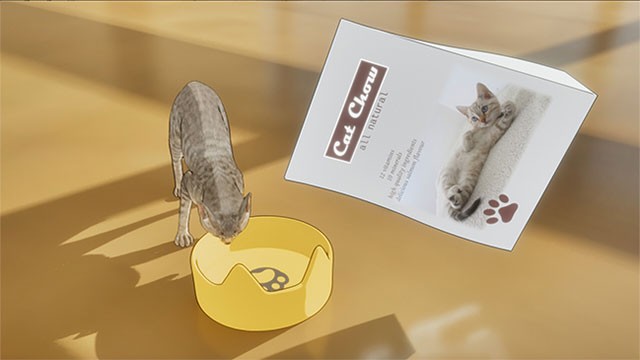 Chăm sóc mèo tại trại mèo để sẵn sàng đón những lứa mới độc đáo