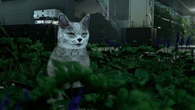 Cùng chú mèo khám phá, giải đố và sục sạo mọi ngóc ngách