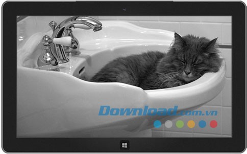 Cats Everywhere theme