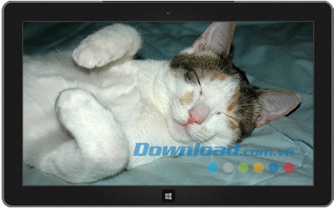 Cats Everywhere theme