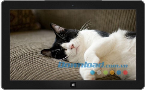 Cats Everywhere theme