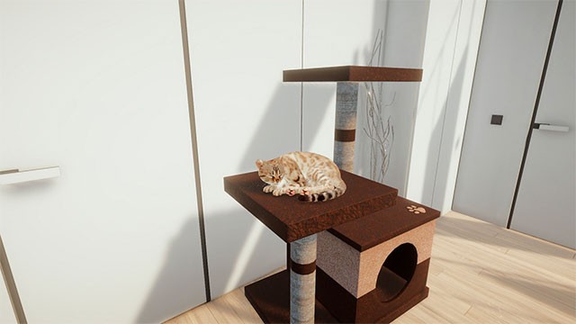 Cùng mèo ăn ngủ, vui chơi và khám phá thế giới đầy màu sắc xung quanh mình