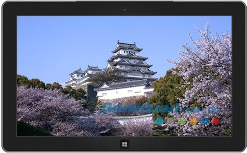 Cherry Blossoms of Japan theme