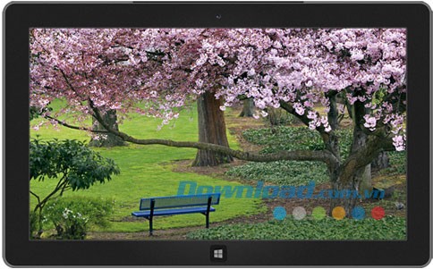 Cherry Blossoms of Japan theme