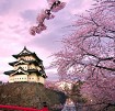 Cherry Blossoms of Japan - Chủ đề hoa Anh Đào ở Nhật