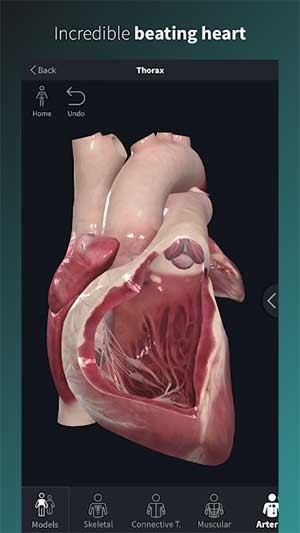 Mô hình trái tim người sống