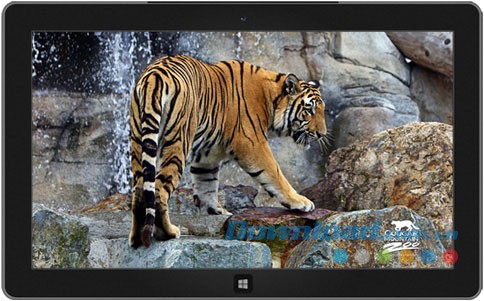 Cougar Mountain Zoo theme