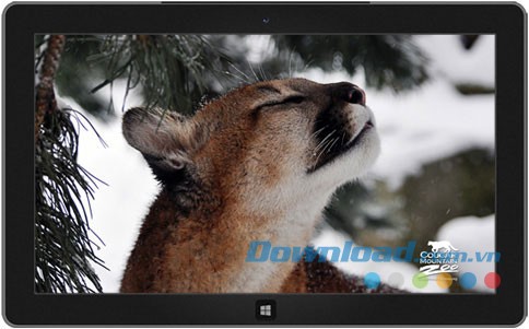 Cougar Mountain Zoo theme