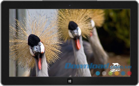 Cougar Mountain Zoo theme