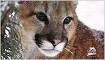 Cougar Mountain Zoo: Khám phá thế giới động vật hoang dã