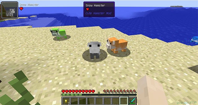 Thuần hóa chuột Hamster