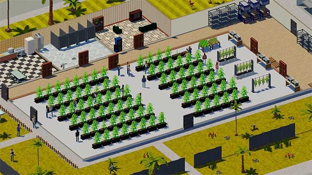 Trồng các loại chất cấm ở sân sau