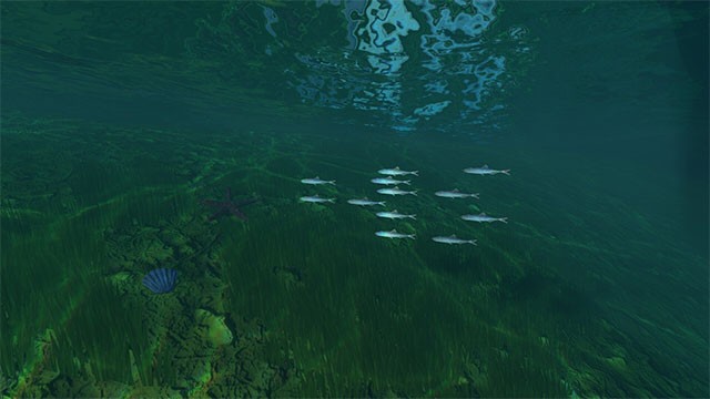 Lặn xuống đáy biển để tìm kiếm những loài cá mới và hiếm