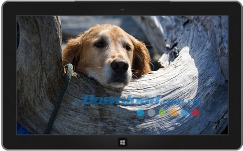 Dogs in Summer theme