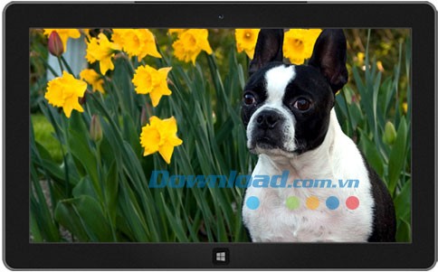 Dogs in Summer theme