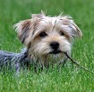 Dogs in Summer: Adorable Canine Companions