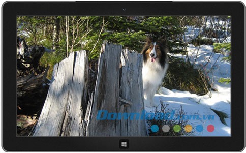 Dogs in Winter theme