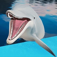 Dolphin Trainer VR - Game Huấn Luyện Cá Heo VR