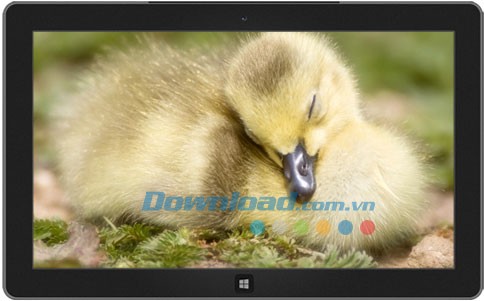 Ducklings theme