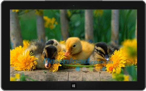 Ducklings theme