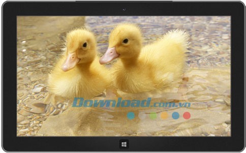 Ducklings theme