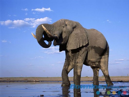 Elephants Free Screensaver