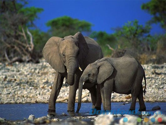 Elephants Free Screensaver