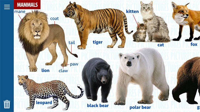 Từ vựng chủ đề động vật trên English Vocabulary by Pictures