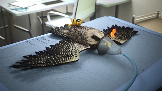 Chăm sóc chim ưng và huấn luyện chúng bằng tình yêu thương