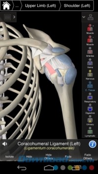 Essential Anatomy 3 cho Android mô phỏng chính xác cấu trúc xương