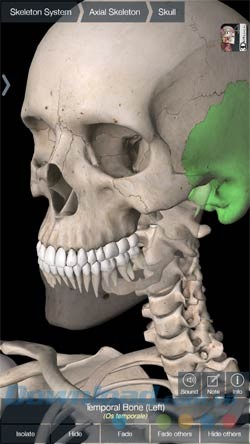 Giải phẫu xương người