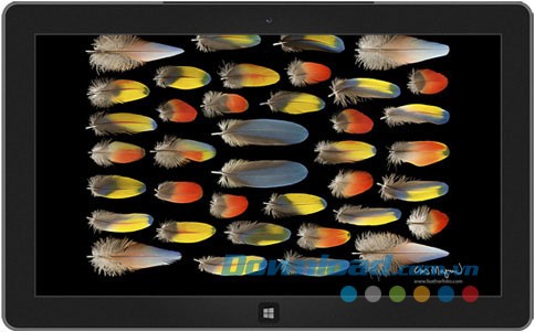 Feather Photos theme